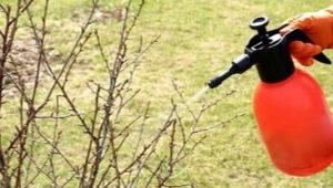 Co i jak spryskać porzeczki jesienią?