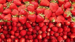 Jaka jest różnica między truskawkami a truskawkami?
