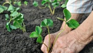 Co włożyć do dołka podczas sadzenia truskawek?
