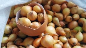 Jak przechowywać cebulki przed sadzeniem?