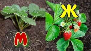 Jak odróżnić krzewy żeńskie od męskich?