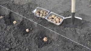 Jak sadzić ziemniaki pod łopatą?