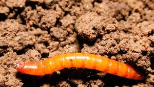 Jak wygląda wireworm i jak się go pozbyć?