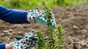Niuanse przycinania agrestu jesienią