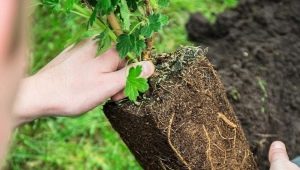 Niuanse sadzenia agrestu na wiosnę w otwartym terenie