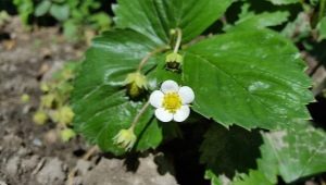Niuanse pielęgnacji truskawek wczesną wiosną