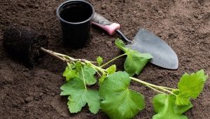 Cechy i technologia sadzenia czerwonych porzeczek
