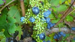 Dlaczego winogrona są małe i co robić?