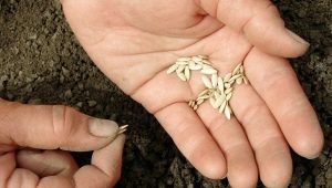 Sadzenie nasion ogórka w szklarni i szklarni