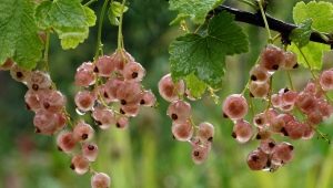 Odmiany i uprawa różowych porzeczek