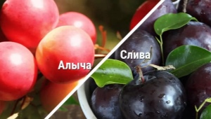 Jaka jest różnica między śliwką wiśniową a śliwką?
