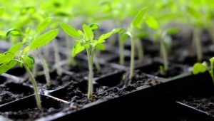 Wszystko o glebie pod sadzonki pomidorów