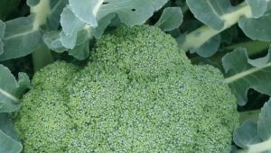 Wszystko o brokułach Green Magic F1
