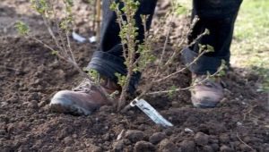 Wszystko o sadzeniu agrestu jesienią