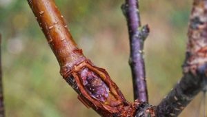 Wszystko o szczepieniu wiśni