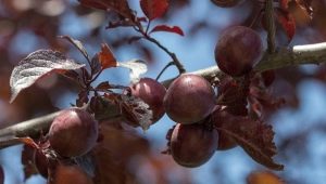 Wszystko o śliwkach czerwonolistnych