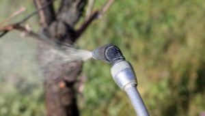 Wszystko o wiosennym posypaniu winogron