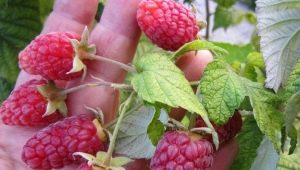 Wszystko o dbaniu o powtarzające się maliny na wiosnę