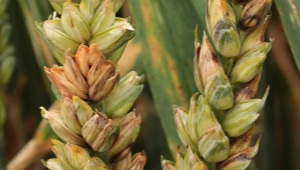 Co to jest fusarium pszenicy i jak leczyć chorobę?