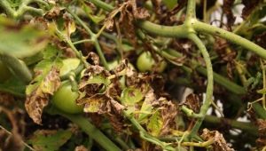 Co to jest fusarium pomidora i jak leczyć kulturę?