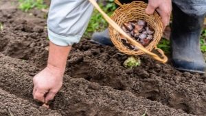 Jak przygotować czosnek do sadzenia jesienią?