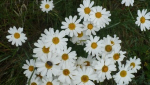 Tout sur la marguerite dalmate