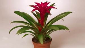 Mieszanka bromeliadowa