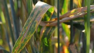 Czym jest septoria i jak sobie z nią radzić?