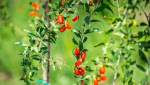 Czym są jagody goji i jak uprawiać roślinę?