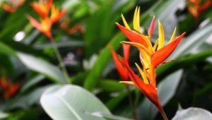 Heliconia i jej uprawa