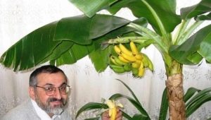 Jak wyhodować banana w domu?