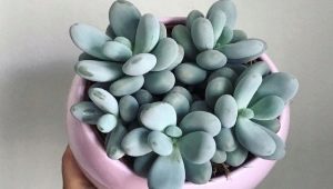 Co to jest pachyphytum i jak go uprawiać?