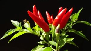Czym są papryczki chili i jak je uprawiać?