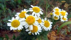 Caractéristiques de la camomille inodore