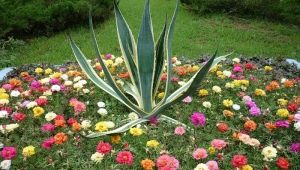 portulaka frotte