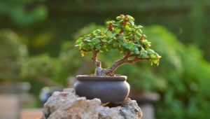 Portulacaria i jej uprawa w domu