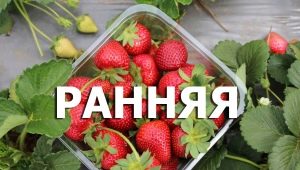 Wczesne odmiany truskawek