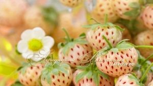 Odmiany powtarzających się białych i żółtych truskawek