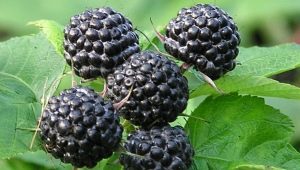 Odmiany czarnej maliny