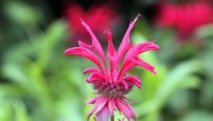 Odmiany hybrydowe Monarda