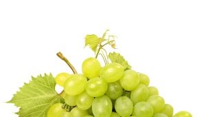 Zielone odmiany winogron
