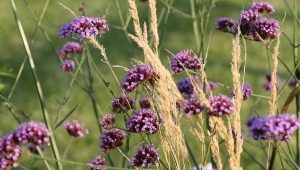 Verveine Buenos Aires et sa culture