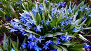 Wszystko o kwiatku scilla