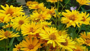 Wszystko o heliopsis