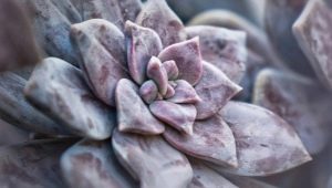 Wszystko o graptopetalum