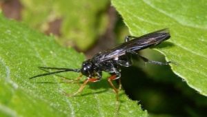 Wszystko o sosnowej sawfly