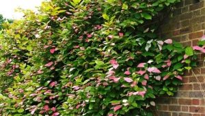 Actinidia kolomikta i jej uprawa