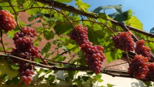 Co możesz posadzić obok winogron na zewnątrz?