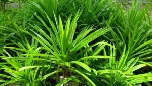 Pandanus i jego uprawa