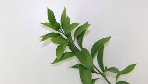 Ruscus i niuanse jego uprawy